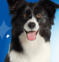 Purina Dentalife Hond