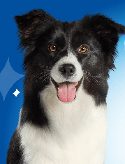 Gratis Purina Dentalife Hond verpakking